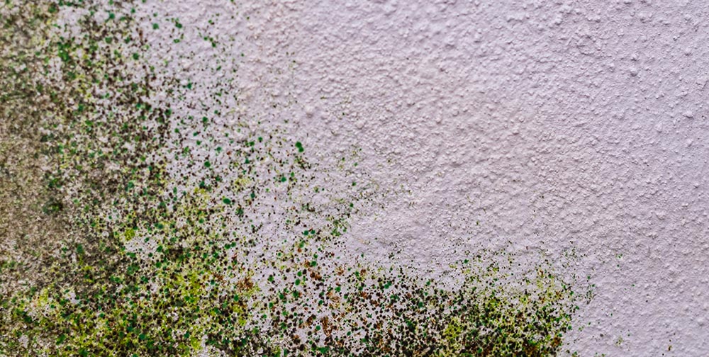 Od vlage do suvog zida – kako rešiti problem sa vlagom u stanu ili kući